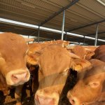  Isol&eacute;e en Espagne, entour&eacute;e de 5 000 bovins