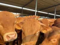  Isol&eacute;e en Espagne, entour&eacute;e de 5 000 bovins