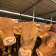  Isolée en Espagne, entourée de 5 000 bovins