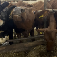 Journée habituelle dans la ferme 