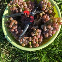 Kullaberg: Derniers jours