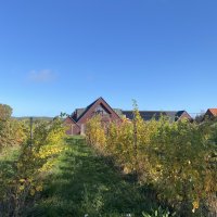 Kullabergs Vineyards: Harvest time!