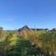 Kullabergs Vineyards: Harvest time!
