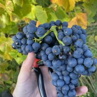 Kullabergs Vineyards jour 1 et 2