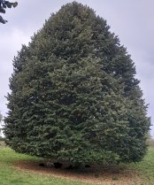 Photo des moutons &agrave; la zone verte des 4 sapins &agrave; Wavre
