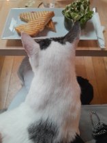 Photo de mon repas chez Monsieur Moustache &agrave; Wavre en compagnie de Mino le chat