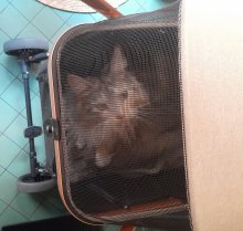 Photo de Maeva dans sa poussette