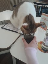 Photo de Plume qui boit dans mon verre au Merlix Cats Cafe de Li&egrave;ge