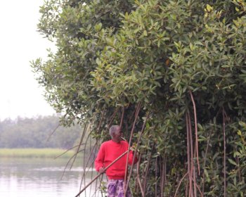 image L'homme de la mangrove