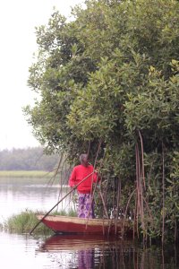 L'homme de la mangrove