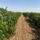 L'AOC vin de la Rueda