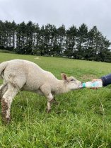 agneau qui boit du lait
