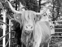L'Irlande en alerte canicule !