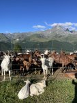 La découverte de l’Italie en compagnie des chèvres 
