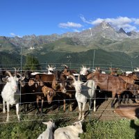 La découverte de l’Italie en compagnie des chèvres 