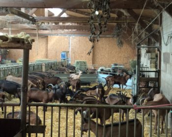 image La ferme caprine Le savoir-faire au quotidien