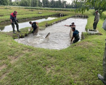 image La pêche à la roumaine 