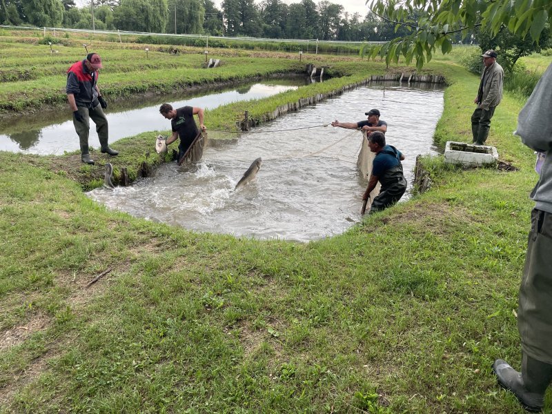 La pêche à la roumaine 