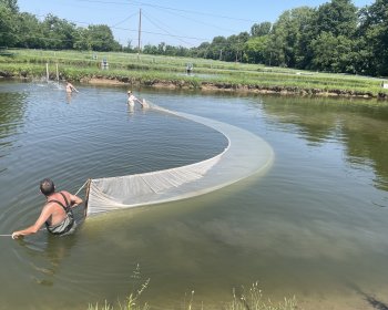 image La pêche sous la chaleur 