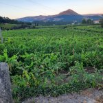 La viticulture au portugal