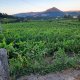 La viticulture au portugal