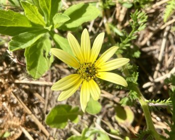 image L&rsquo;artoteca, jolie mais envahissante 🌼