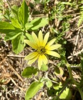 L’artoteca, jolie mais envahissante 🌼