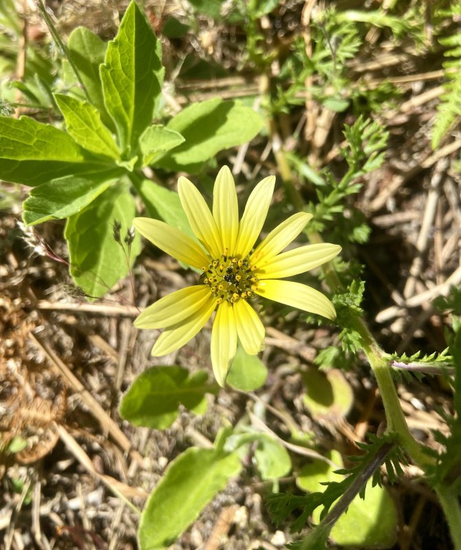 L&rsquo;artoteca, jolie mais envahissante 🌼