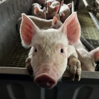 Las mercedes (élevage de cochon)