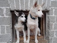 Le premier mois au milieu des huskys de Sibérie