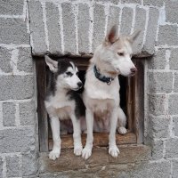 Le premier mois au milieu des huskys de Sibérie