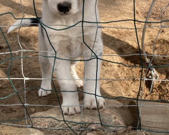 image Les chiots 