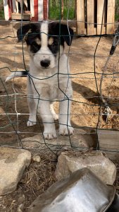 Les chiots 