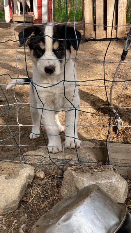 Les chiots 