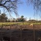 Les cochons de l’institut de Tandil