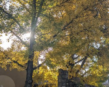 image LES COULEURS DE L'AUTOMNE 3