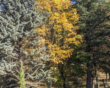 image LES COULEURS DE L'AUTOMNE 4