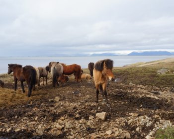 image Les différents pelages du Cheval islandais