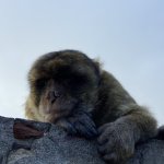 Les singes de Gibraltar