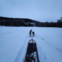 Les sorties avec les chiens de traineaux