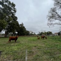 Les vaches de l’institut 