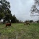Les vaches de l’institut