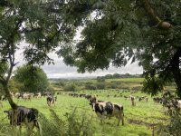 Faut-il aussi leur parler anglais aux vaches en Irlande ?