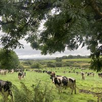 Faut-il leur parler anglais aux vaches en Irlande ?
