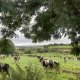 Faut-il leur parler anglais aux vaches en Irlande ?