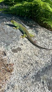 Lézard Ocellé 