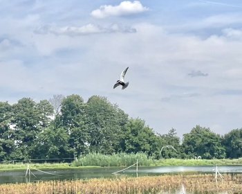 image L’oiseau de Roumanie 