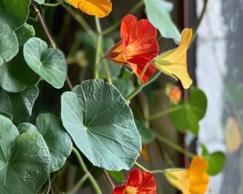 image Matinée Capucine 🌼🍀