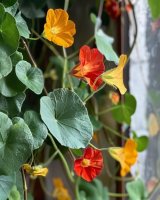 Matinée Capucine 🌼🍀