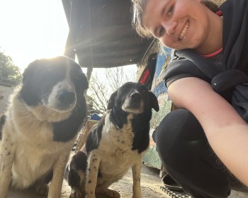 image mes amis  les  chiens